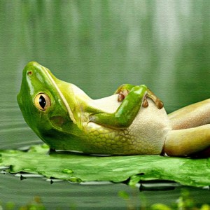 Frog-Wallpapers-300x300